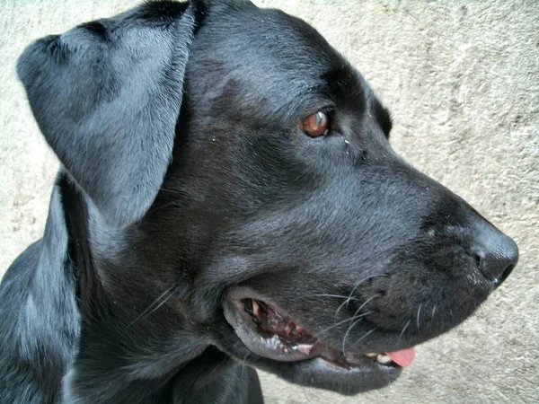 Labrador Breed Dog Strong Big Playful Entertains Family — Stock Photo, Image