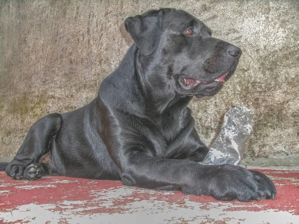 Labrador Rassehund Ist Stark Groß Und Verspielt Bewirtung Der Familie — Stockfoto