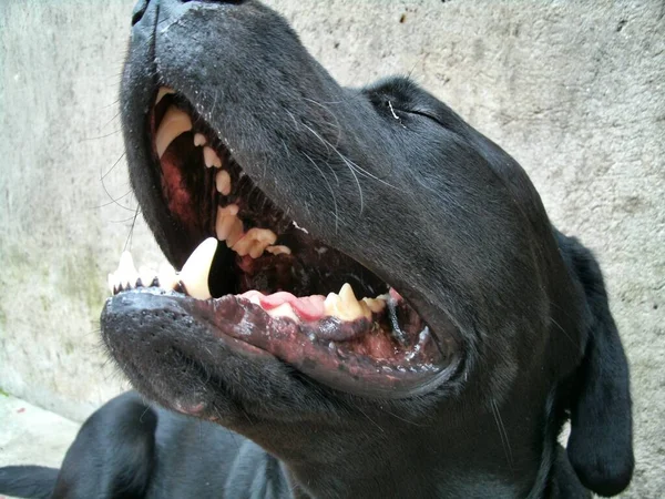 Λαμπραντόρ Σκυλί Φυλής Είναι Ισχυρή Μεγάλη Και Παιχνιδιάρικο Διασκεδάζει Την — Φωτογραφία Αρχείου