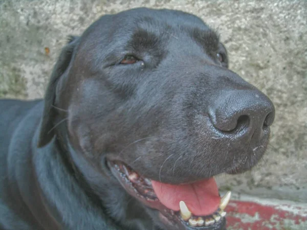 Chien Race Labrador Est Fort Grand Ludique Divertit Famille — Photo