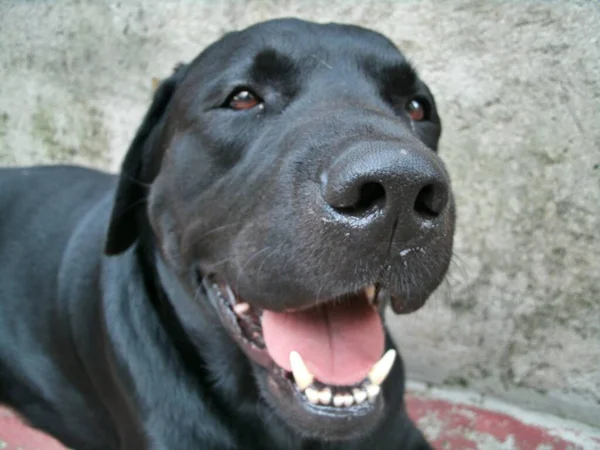 Лабрадор Породы Собака Сильная Большая Игривая Развлекает Семью — стоковое фото