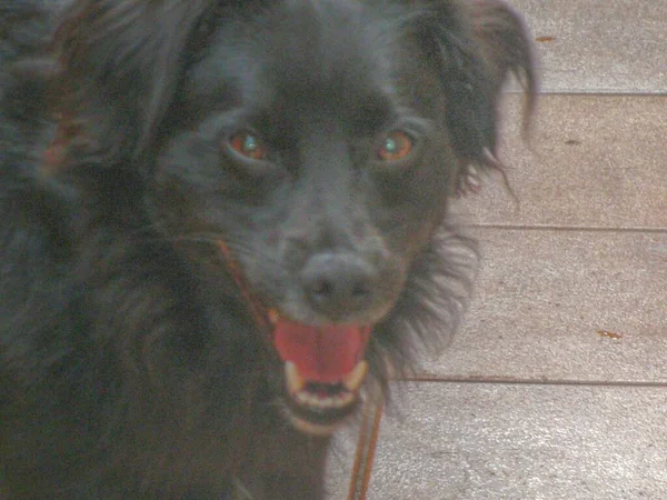 Μαύρο Σκυλί Mutt Περιμένετε Αγωνία Για Τον Ιδιοκτήτη Τους — Φωτογραφία Αρχείου