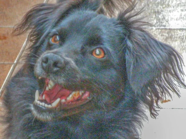 Zwarte Hond Wacht Angstig Eigenaar — Stockfoto