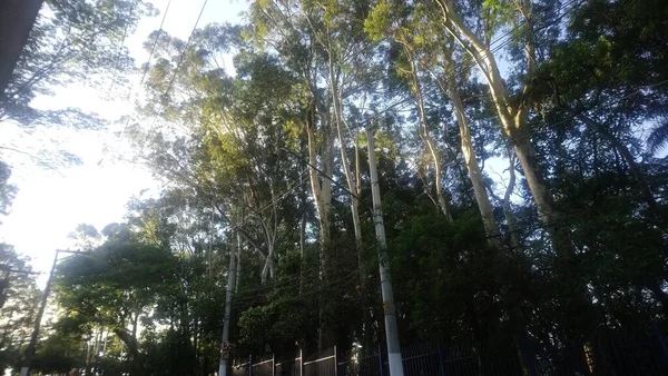 Prof Lydia Natalizio Diogo Parque Ecológico Vila Prudente Parque Nomeado — Fotografia de Stock