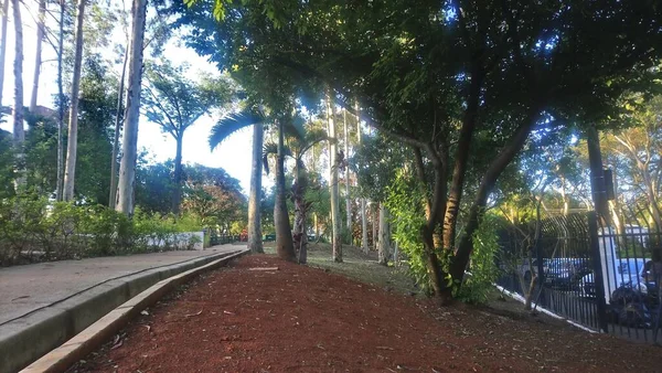 Prof Lydia Natalizio Diogo Parque Ecológico Vila Prudente Parque Nomeado — Fotografia de Stock