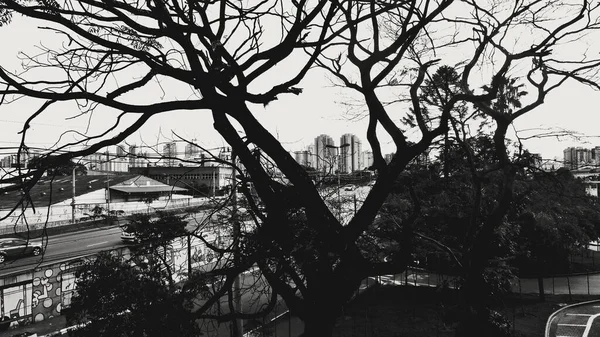 Velký Strom Vchodu Nákupního Mooca Sao Paulo — Stock fotografie
