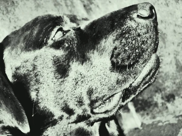 Labrador Retriever Ist Ein Hervorragender Schwimmer Eine Interdigitale Membran Seinen — Stockfoto