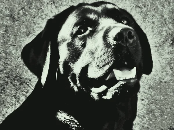 Labrador Retriever ายน ยอดเย ยมเน องจากม เมมเบรนแบบด ตอลในอ งเท าของม — ภาพถ่ายสต็อก