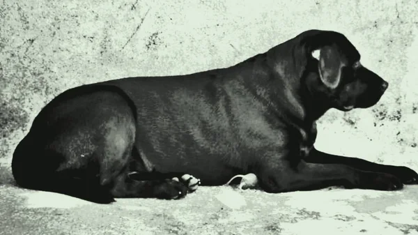 Labrador Retriever Eccellente Nuotatore Quanto Una Membrana Interdigitale Nelle Zampe — Foto Stock