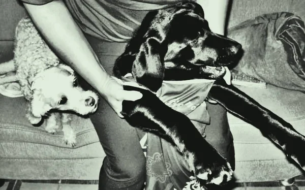 Labrador Retriever Utmärkt Simmare Eftersom Den Har Ett Interdigitalt Membran — Stockfoto
