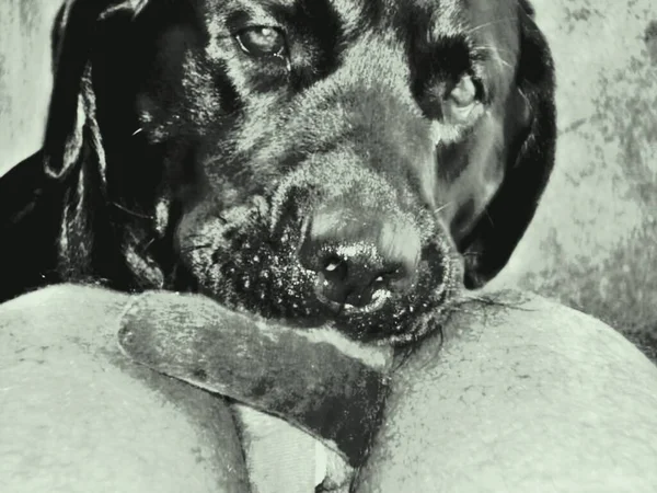 Labrador Retriever Mükemmel Bir Yüzücüdür Çünkü Pençelerinde Dijital Bir Zar — Stok fotoğraf