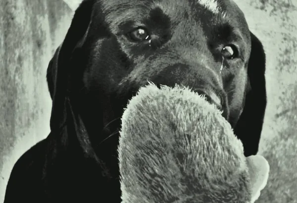 Hund Labrador Retriever Ist Ein Ausgezeichneter Schwimmer Eine Interdigitale Membran — Stockfoto