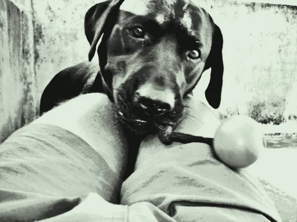 Hund Labrador Retriever Ist Ein Ausgezeichneter Schwimmer Eine Interdigitale Membran — Stockfoto