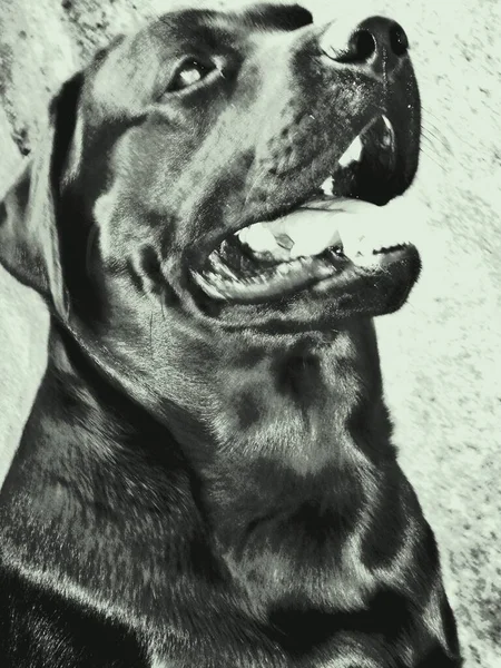 拉布拉多猎犬是一个优秀的游泳者 因为它的爪子上有一个数字膜 平衡的温度 和蔼可亲 — 图库照片