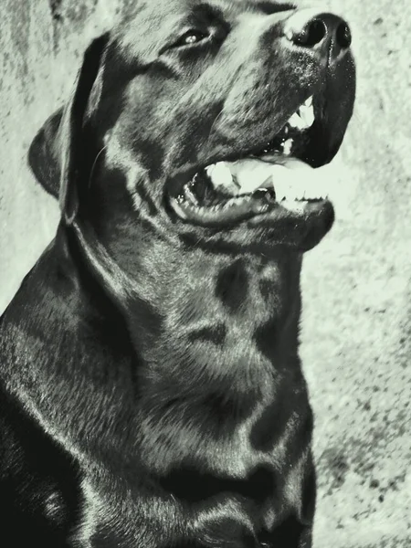 Labrador Retriever Uma Raça Cães Tipo Retriever Originários Província Terra — Fotografia de Stock