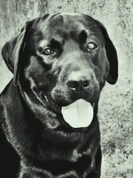 Labrador Retriever Uma Raça Cães Tipo Retriever Originários Província Terra — Fotografia de Stock