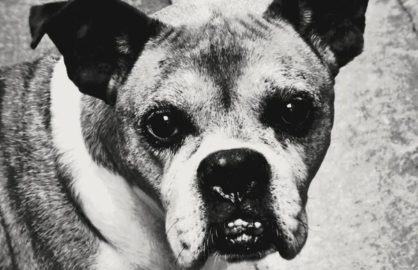 Old Boxer Dog Found Street Which Now Joy House — Stock Photo, Image