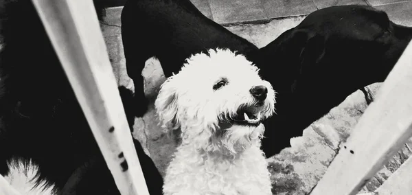 プードルは非常にインテリジェントな犬 エネルギーと良い気分でいっぱいです プードルは最も人気のある犬の品種の1つです 家族は愛してる — ストック写真