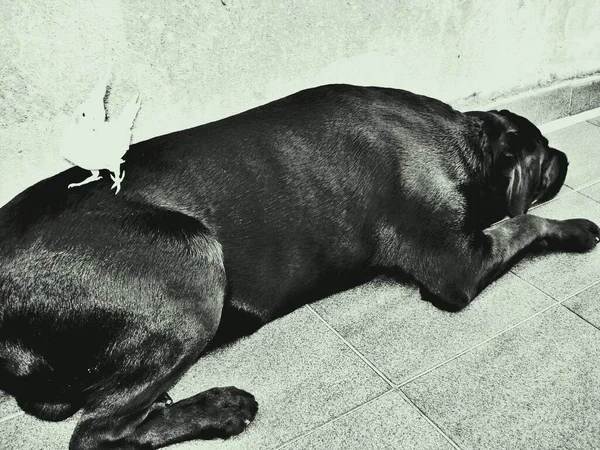 Labrador Retriever Kanada Nın Newfoundland Labrador Eyaletlerinde Yetişmiş Bir Köpek — Stok fotoğraf