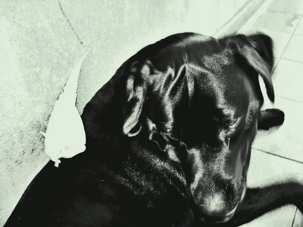 Labrador Retriever Kanada Nın Newfoundland Labrador Eyaletlerinde Yetişmiş Bir Köpek — Stok fotoğraf