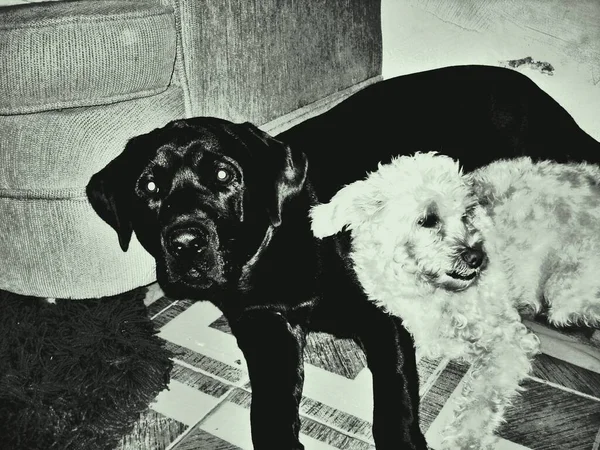 Labrador Retriever Una Razza Cani Tipo Retriever Originari Della Provincia — Foto Stock