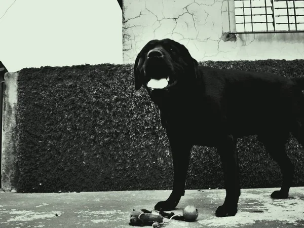 Labrador Retriever Kanada Nın Newfoundland Labrador Eyaletlerinde Yetişmiş Bir Köpek — Stok fotoğraf