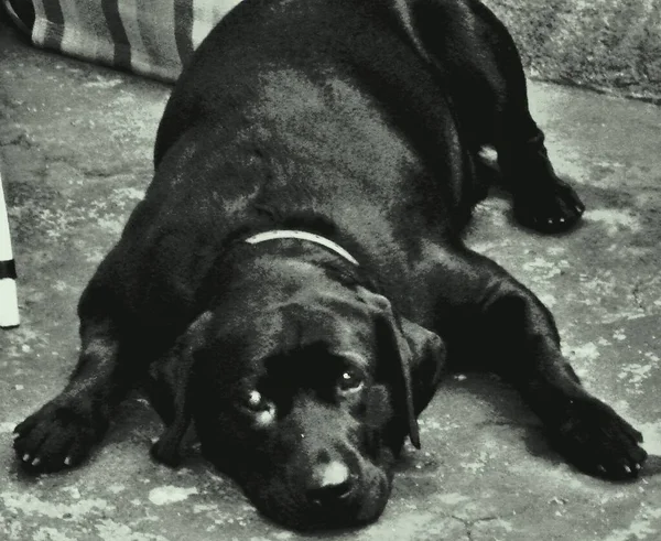 Лабрадор Ретривер Является Породой Собак Ретривер Типа Происходящих Провинции Ньюфаундленд — стоковое фото