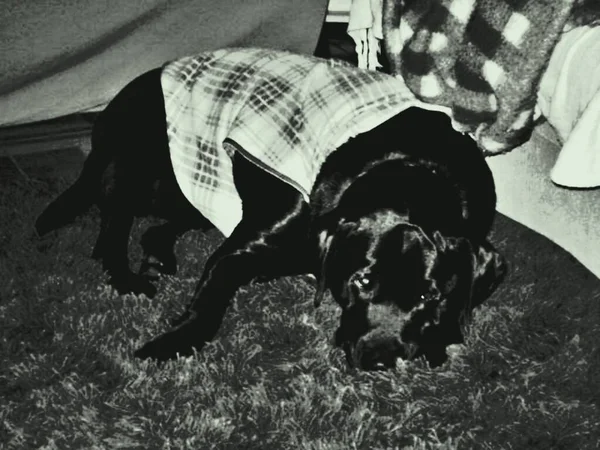 Labrador Retriever Una Razza Cani Tipo Retriever Originari Della Provincia — Foto Stock
