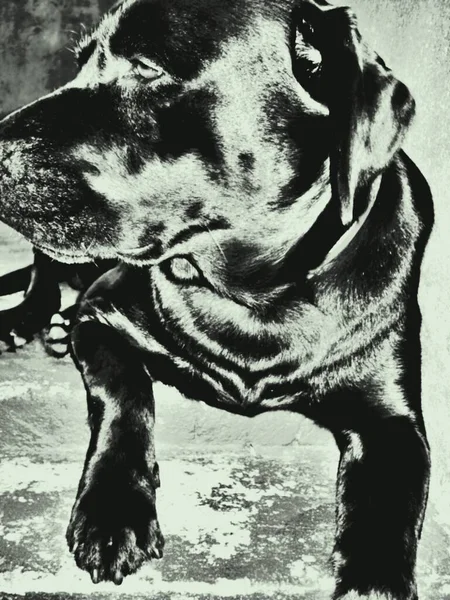 Labrador Retriever Jest Rasą Psów Retriever Typu Pochodzących Prowincji Nowa — Zdjęcie stockowe