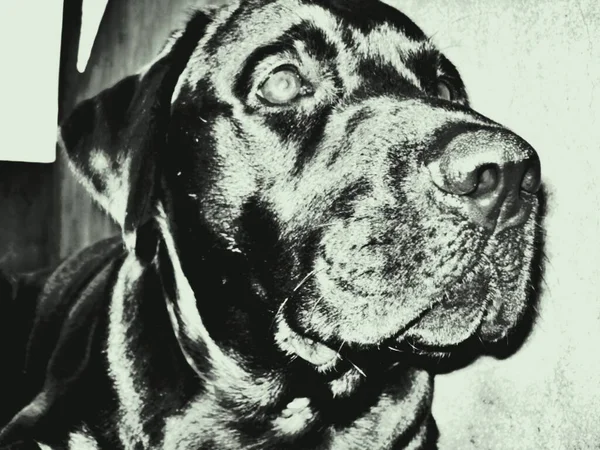 Labrador Retriever Ist Eine Hunderasse Vom Typ Retriever Die Ursprünglich — Stockfoto