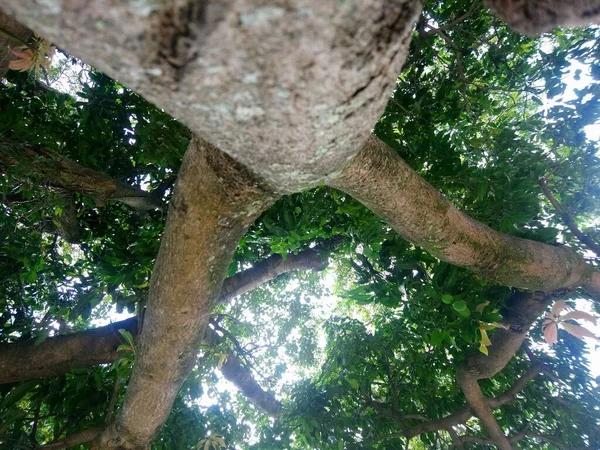 Praça Hereny Costa Lado Rua Juiz Fora Sapopemba São Paulo — Fotografia de Stock