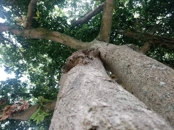 Praça Hereny Costa Lado Rua Juiz Fora Sapopemba São Paulo — Fotografia de Stock