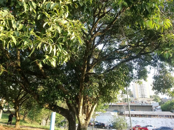 Ceret Recreational Club Grande Parque Com Complexo Desportivo Que Inclui — Fotografia de Stock