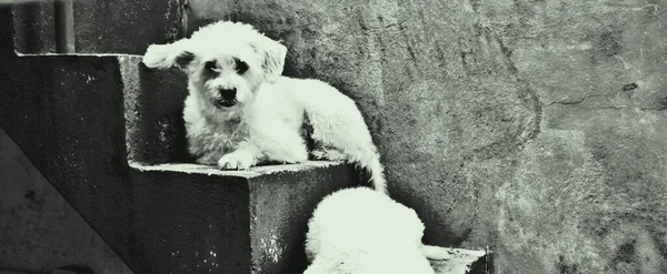 Pet Dog Sevgi Arkadaşi — Stok fotoğraf