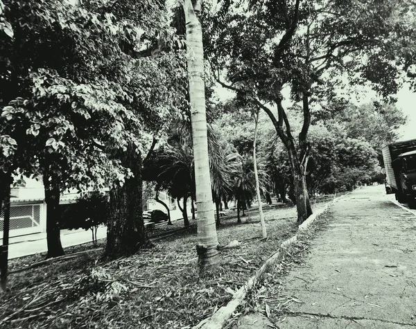 Paulo Brezilya Park Her Gün Ailemiz Için Yürümek Okumak Dinlenmek — Stok fotoğraf