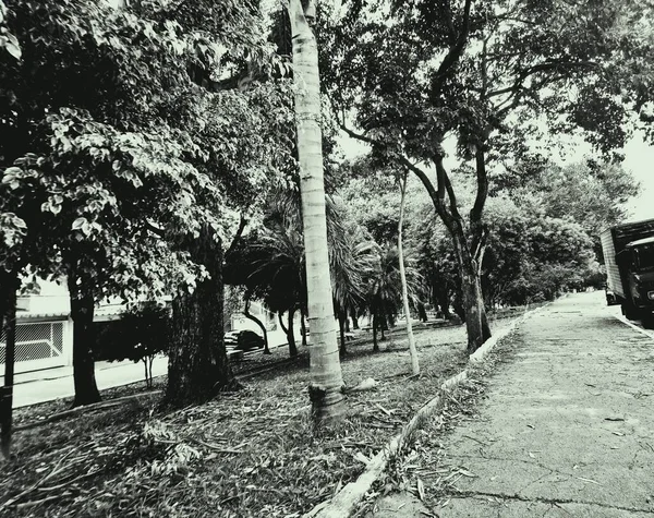 Park Paulo Brazil Family Every Day Walking Reading Resting Relaxing — Foto Stock