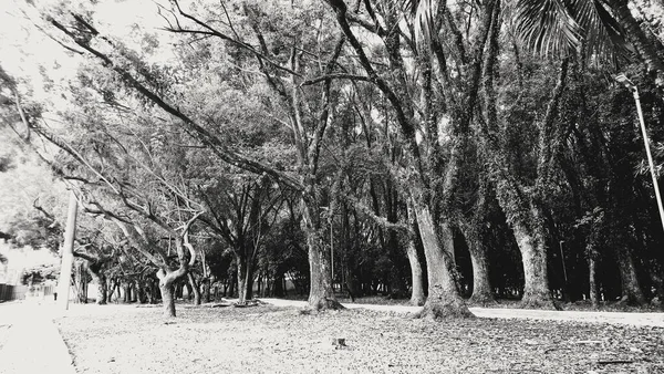 Parque Paulo Llevar Familia Montón Aire Fresco Montón Diversión Mucha — Foto de Stock