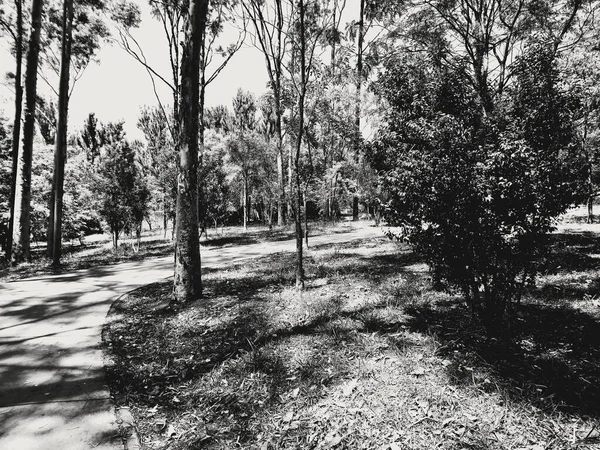 Parc Paulo Prendre Votre Famille Beaucoup Air Frais Beaucoup Plaisir — Photo