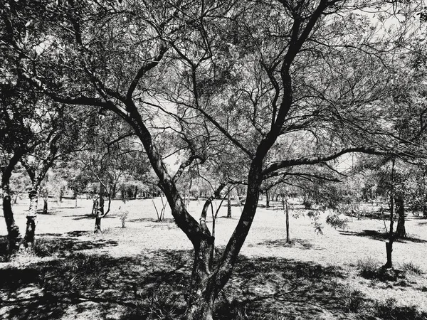 Para Reponer Energía Vaya Parque Ecológico Paulo — Foto de Stock