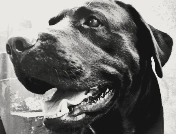 Utan Någon Som Duckar Man Best Friend Hunden — Stockfoto