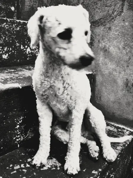 Sem Qualquer Doubo Melhor Amigo Homem Cão — Fotografia de Stock