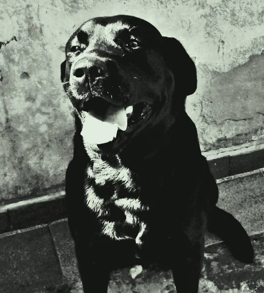 Köpek Köpek Familyasının Etobur Bir Memelisidir Kurdun Alt Türü Belki — Stok fotoğraf
