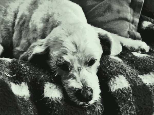 Dog Ihne Arbeit Aber Ihne Geschehenheit — Stockfoto