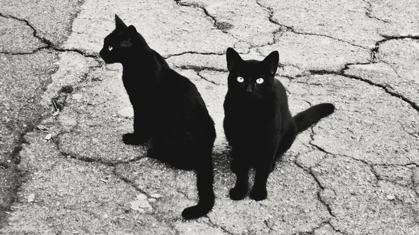 Two Black Cats Glaring Eyes — Fotografia de Stock