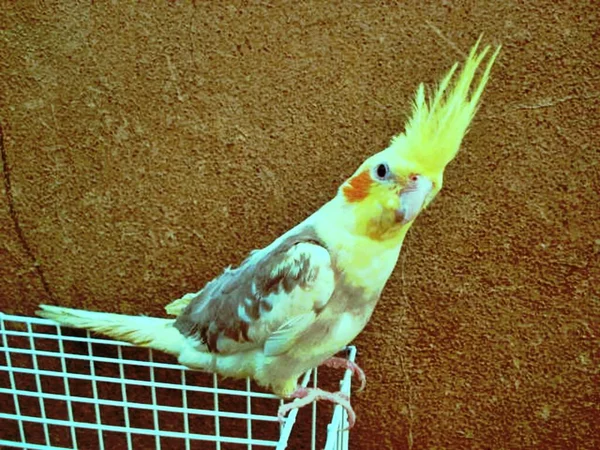 Pájaro Doméstico Calopsita Muy Funda Cuando Comienza Bailar —  Fotos de Stock