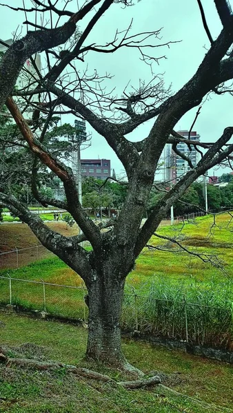 Ceret Park Anlia Franco Garden Vila Formosa Nın Soylu Yerinde — Stok fotoğraf