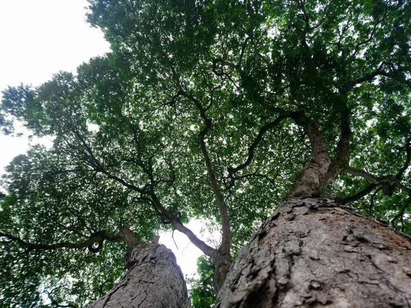 Imposición Árbol Rua Vila Aricanduva Paulo —  Fotos de Stock