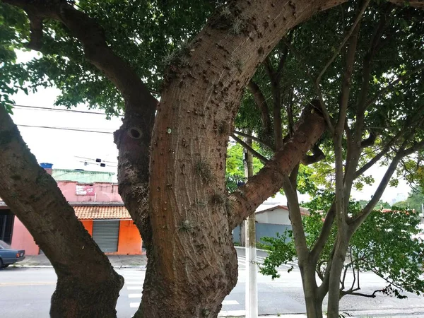 Vegetação Parque Uma Grande Cidade Parque Ecológico Lugar Grande Beleza — Fotografia de Stock