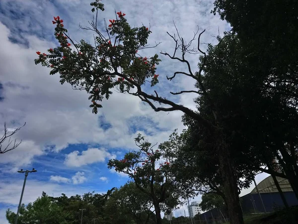 Vegetação Parque Uma Grande Cidade Parque Ecológico Lugar Grande Beleza — Fotografia de Stock