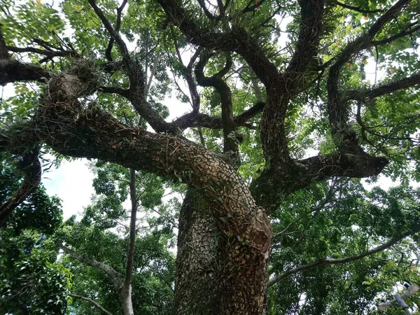 Vegetação Parque Uma Grande Cidade Parque Ecológico Lugar Grande Beleza — Fotografia de Stock